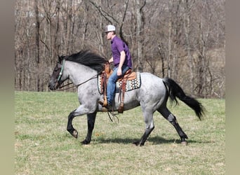 caballo de tiro, Caballo castrado, 5 años, 157 cm, Ruano azulado
