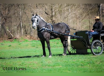 caballo de tiro Mestizo, Caballo castrado, 5 años, 157 cm, Tordo