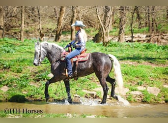 caballo de tiro Mestizo, Caballo castrado, 5 años, 157 cm, Tordo
