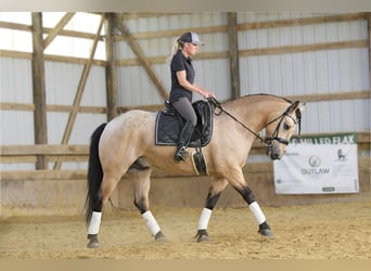 caballo de tiro Mestizo, Caballo castrado, 5 años, 160 cm, Buckskin/Bayo