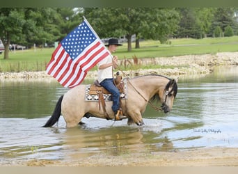 caballo de tiro Mestizo, Caballo castrado, 5 años, 160 cm, Buckskin/Bayo