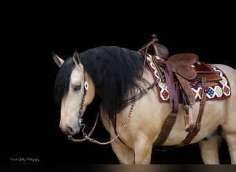 caballo de tiro Mestizo, Caballo castrado, 5 años, 160 cm, Buckskin/Bayo