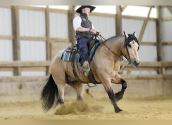 caballo de tiro Mestizo, Caballo castrado, 5 años, 160 cm, Buckskin/Bayo