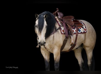 caballo de tiro Mestizo, Caballo castrado, 5 años, 160 cm, Buckskin/Bayo