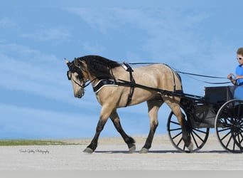 caballo de tiro Mestizo, Caballo castrado, 5 años, 160 cm, Buckskin/Bayo