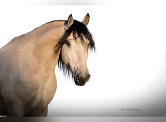 caballo de tiro Mestizo, Caballo castrado, 5 años, 160 cm, Buckskin/Bayo