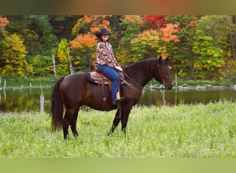 caballo de tiro Mestizo, Caballo castrado, 5 años, 160 cm, Castaño