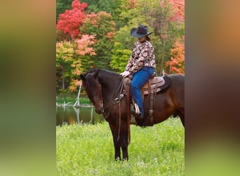 caballo de tiro Mestizo, Caballo castrado, 5 años, 160 cm, Castaño