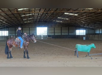 caballo de tiro Mestizo, Caballo castrado, 5 años, 160 cm, Castaño rojizo