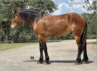 caballo de tiro Mestizo, Caballo castrado, 5 años, 160 cm, Castaño rojizo