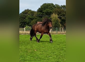 caballo de tiro, Caballo castrado, 5 años, 160 cm, Morcillo