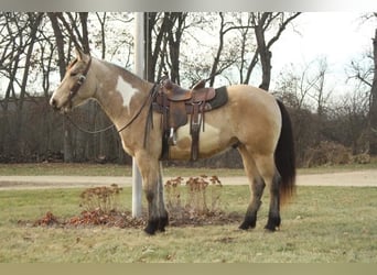 caballo de tiro, Caballo castrado, 5 años, 160 cm, Overo-todas las-capas