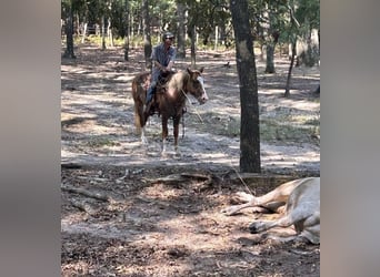 caballo de tiro Mestizo, Caballo castrado, 5 años, 160 cm, Red Dun/Cervuno
