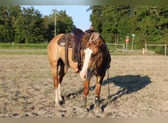 caballo de tiro Mestizo, Caballo castrado, 5 años, 160 cm, Red Dun/Cervuno