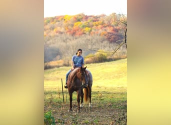 caballo de tiro Mestizo, Caballo castrado, 5 años, 160 cm, Ruano alazán