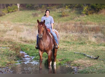 caballo de tiro Mestizo, Caballo castrado, 5 años, 160 cm, Ruano alazán