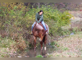 caballo de tiro Mestizo, Caballo castrado, 5 años, 160 cm, Ruano alazán