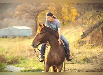 caballo de tiro Mestizo, Caballo castrado, 5 años, 160 cm, Ruano alazán