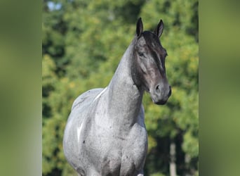 caballo de tiro, Caballo castrado, 5 años, 160 cm, Ruano azulado
