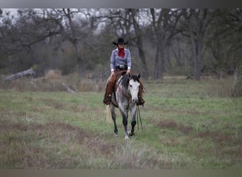 caballo de tiro Mestizo, Caballo castrado, 5 años, 160 cm, Tordo
