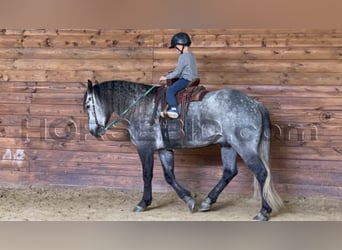 caballo de tiro Mestizo, Caballo castrado, 5 años, 160 cm, Tordo rodado