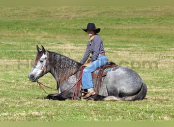 caballo de tiro Mestizo, Caballo castrado, 5 años, 160 cm, Tordo rodado