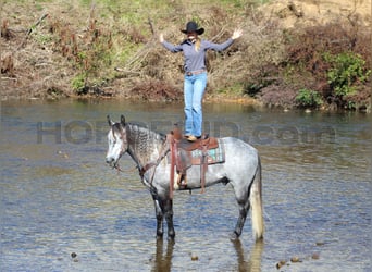 caballo de tiro Mestizo, Caballo castrado, 5 años, 160 cm, Tordo rodado