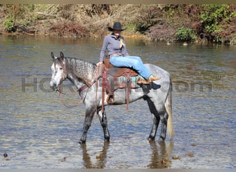 caballo de tiro Mestizo, Caballo castrado, 5 años, 160 cm, Tordo rodado