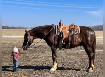 caballo de tiro Mestizo, Caballo castrado, 5 años, 163 cm, Alazán-tostado