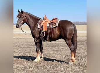 caballo de tiro Mestizo, Caballo castrado, 5 años, 163 cm, Alazán-tostado