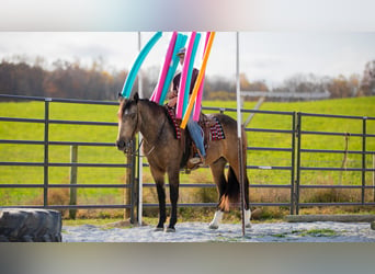 caballo de tiro Mestizo, Caballo castrado, 5 años, 163 cm, Buckskin/Bayo