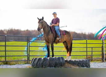 caballo de tiro Mestizo, Caballo castrado, 5 años, 163 cm, Buckskin/Bayo