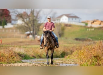 caballo de tiro Mestizo, Caballo castrado, 5 años, 163 cm, Buckskin/Bayo