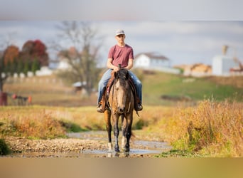 caballo de tiro Mestizo, Caballo castrado, 5 años, 163 cm, Buckskin/Bayo