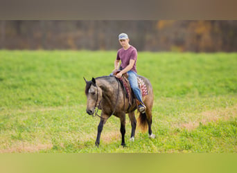 caballo de tiro Mestizo, Caballo castrado, 5 años, 163 cm, Buckskin/Bayo