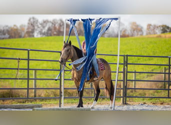 caballo de tiro Mestizo, Caballo castrado, 5 años, 163 cm, Buckskin/Bayo