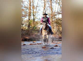 caballo de tiro, Caballo castrado, 5 años, 163 cm, Buckskin/Bayo