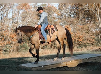 caballo de tiro, Caballo castrado, 5 años, 163 cm, Buckskin/Bayo