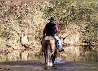 caballo de tiro, Caballo castrado, 5 años, 163 cm, Buckskin/Bayo