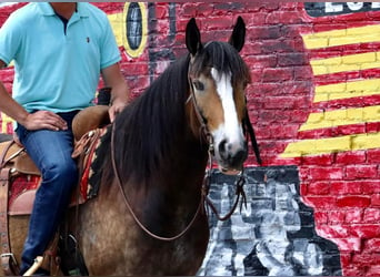 caballo de tiro Mestizo, Caballo castrado, 5 años, 163 cm, Buckskin/Bayo