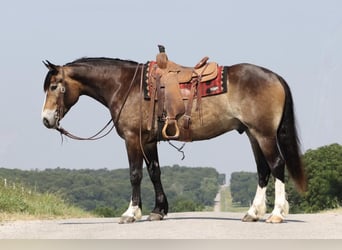 caballo de tiro Mestizo, Caballo castrado, 5 años, 163 cm, Buckskin/Bayo