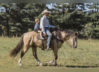 caballo de tiro, Caballo castrado, 5 años, 163 cm, Buckskin/Bayo