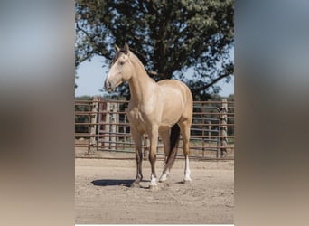 caballo de tiro, Caballo castrado, 5 años, 163 cm, Buckskin/Bayo