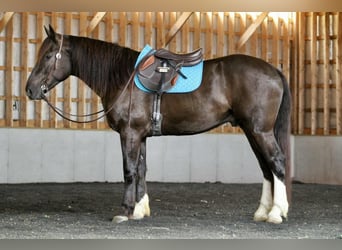 caballo de tiro Mestizo, Caballo castrado, 5 años, 163 cm, Castaño rojizo