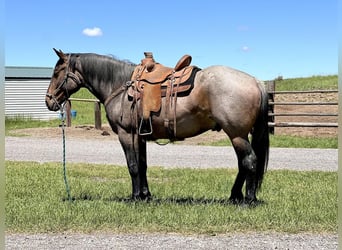 caballo de tiro Mestizo, Caballo castrado, 5 años, 163 cm, Castaño-ruano