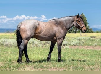 caballo de tiro Mestizo, Caballo castrado, 5 años, 163 cm, Castaño-ruano