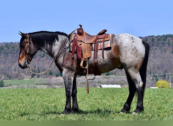 caballo de tiro Mestizo, Caballo castrado, 5 años, 163 cm, Castaño-ruano