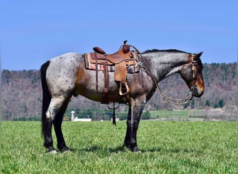 caballo de tiro Mestizo, Caballo castrado, 5 años, 163 cm, Castaño-ruano
