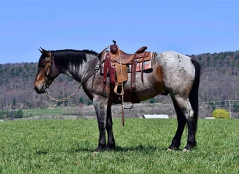 caballo de tiro Mestizo, Caballo castrado, 5 años, 163 cm, Castaño-ruano