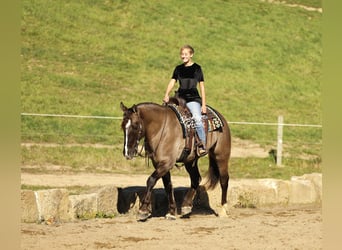 caballo de tiro Mestizo, Caballo castrado, 5 años, 163 cm, Grullo